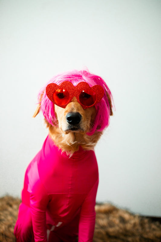 The Dos and Don'ts of Dressing Up Your Dog: A Guide for Pet Owners,