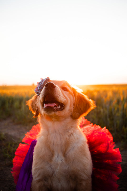 From Furry Friend to Model: How to Take Professional-Quality Photos of Your Dog,