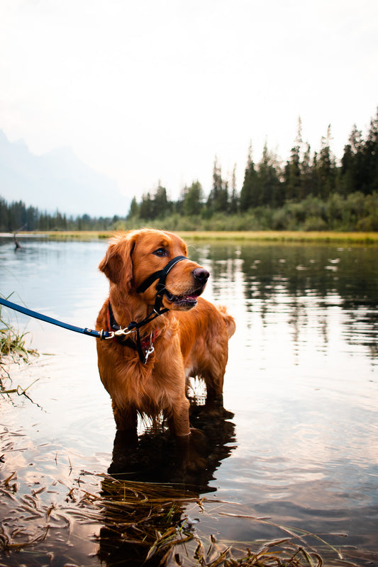 5 Surprising Benefits of Traveling with Your Furry Friend,
