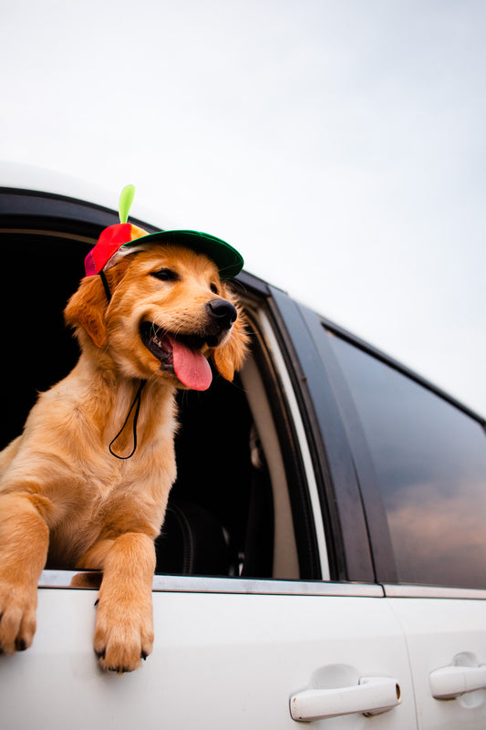 5 Expert Tips for Stress-Free Travel with Your Furry Friend