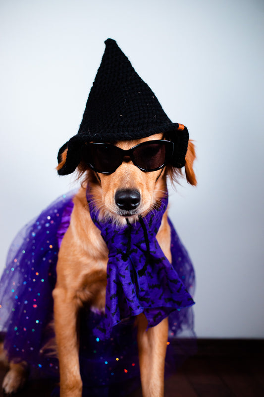 Handcrafted Crochet Dog Witch Hats